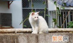 猫咪如果要空运需要什么程序 猫咪空运需要什么程序