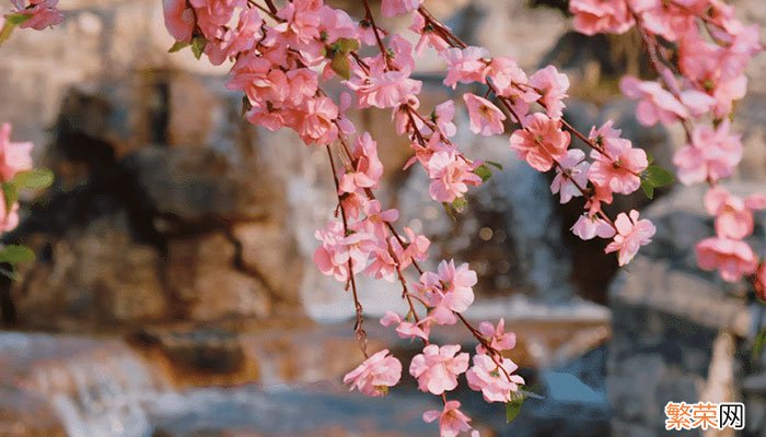 3月开什么花 3月开的花有什么