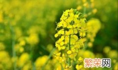 油菜和油菜花有区别吗 油菜和油菜花是什么