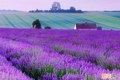24种紫色花草 常见的紫色花有哪些