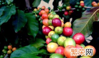 咖啡种植需要什么样的气候土壤条件 咖啡种植的气候土壤条件简单介绍