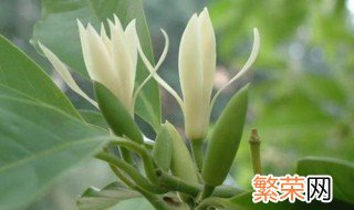 白兰花如何种植 白兰花种植方法简单介绍