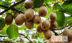 猕猴桃什么季节成熟采摘 猕猴桃的营养价值