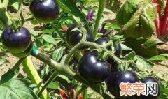 黑番茄怎么种植 黑番茄的种植方法