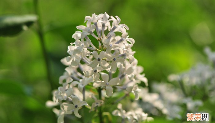 丁香花是什么颜色 丁香花的颜色是什么