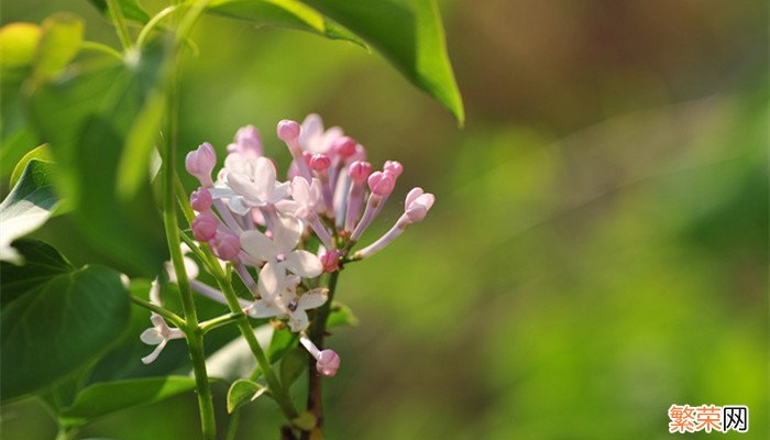 丁香花是什么颜色 丁香花的颜色是什么