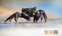 淡水螃蟹怎么养 淡水螃蟹如何养殖