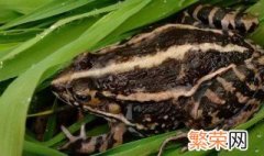 黑斑蛙怎么养殖 黑斑蛙的养殖方法