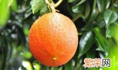 木鳖子怎么种 木鳖子种植方法介绍