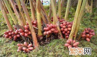 草果种植技术是什么 草果的种植方法