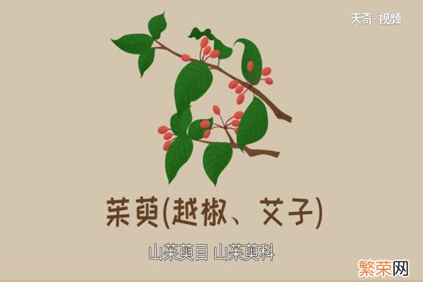 茱萸是什么 茱萸是什么样子的