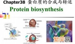 蛋白质在哪里合成 蛋白质合成位置