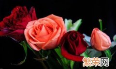 香水玫瑰花的种植方法 香水玫瑰花怎么种植