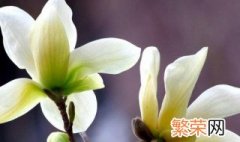 玉兰花换盆方法 怎么给玉兰花换盆