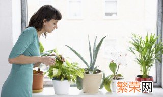 冬季给花浇水的方法 冬季如何给花浇水