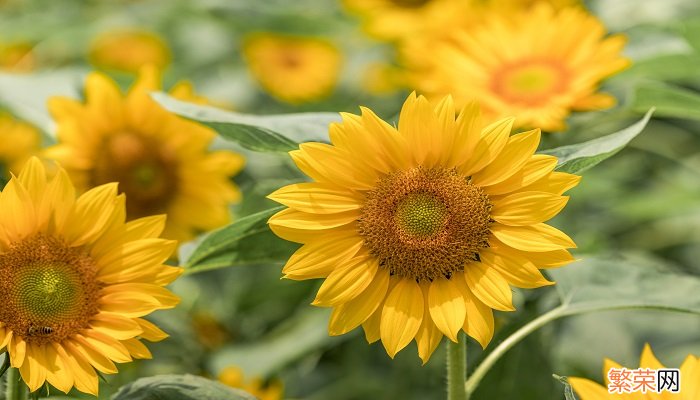 葵花籽其实是向日葵的什么 葵花籽其实是向日葵哪个部分 葵花籽其实是向日葵的什么