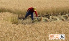 传统收水稻方法 传统怎么收水稻