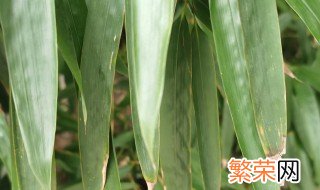 红叶竹的繁殖方法 如何繁殖红叶竹