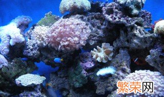 珊瑚的储存方法 怎样存储珊瑚
