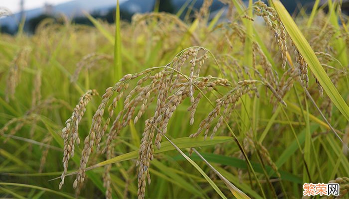 白露节气哪些农作物成熟 白露节气收获哪些农作物