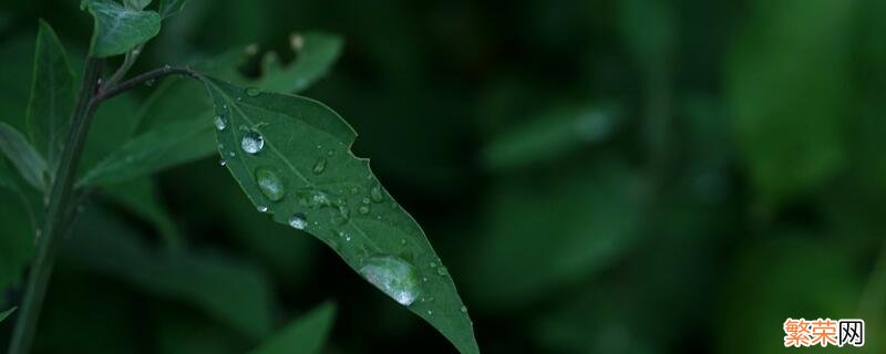 梅雨是怎么形成的 梅雨的形成介绍