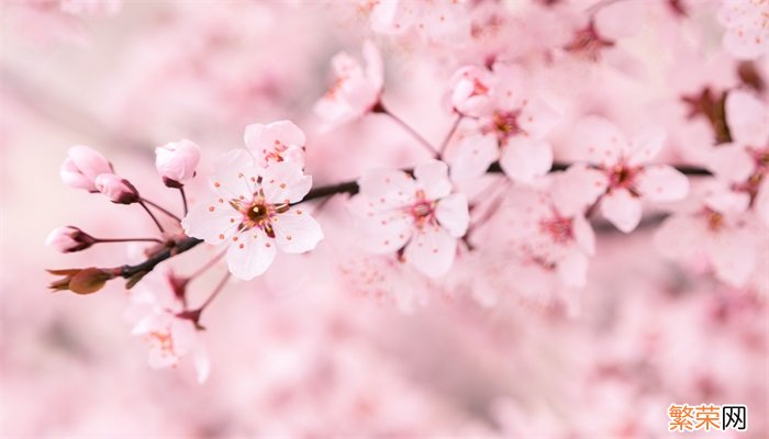 樱花的花语是什么 樱花的花语