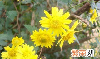 野菊花象征着什么精神 野菊花的寓意