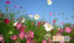 格桑花的花语是什么意思 格桑花的花语介绍