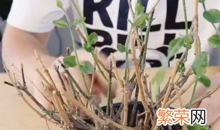 为什么茉莉花修剪后发芽特别慢 茉莉花修剪后发芽特别慢的原因