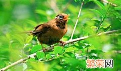 画眉鸟是国家几级保护动物 画眉鸟属于国家几级保护动物