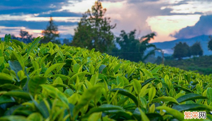 普洱生茶和熟茶的区别 普洱生茶和熟茶的区别是什么