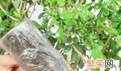 米兰植物的养殖方法 米兰花的养殖方法说明