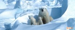 北极熊是保护动物吗 北极熊是保护动物吗?