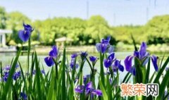 紫鸢花的花语是什么 紫鸢花介绍