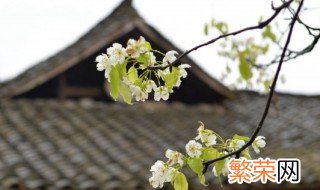 清明节是什么习俗 清明节是什么节日