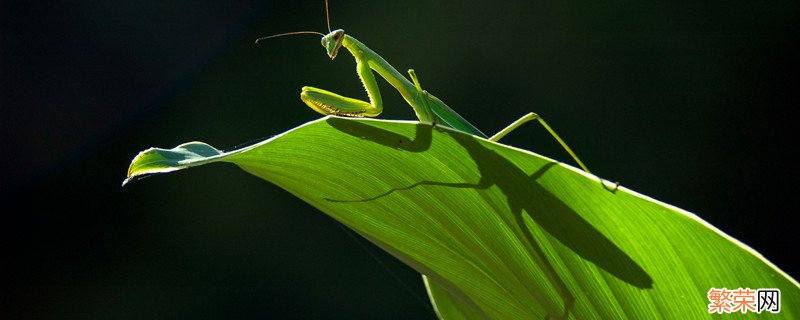 昆虫记螳螂的特点和生活特征 昆虫记中的螳螂生活特点