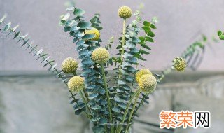 尤加利怎么做干花 怎么做尤加利干花