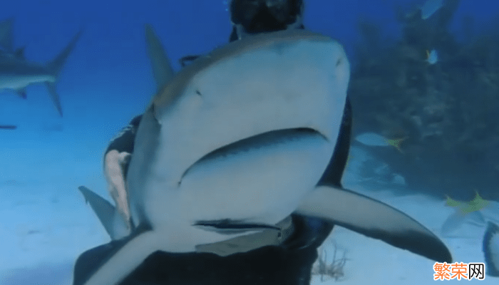 鲨鱼是哺乳动物吗 鲨鱼是不是哺乳动物