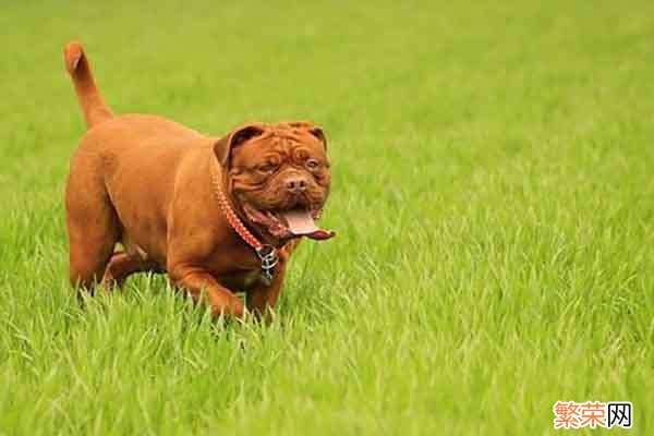 最凶残的犬类排名 全球十大最凶残的狗