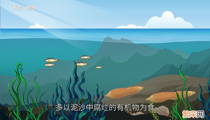 海肠是什么动物 海肠是动物还是植物