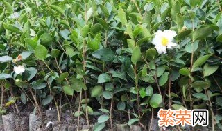 茶籽树栽培技巧 茶籽树栽培方法