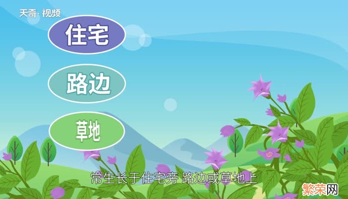 曼陀罗的花语 曼陀罗花的寓意
