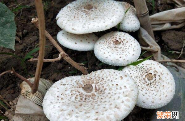 常见的八种毒蘑菇 最致命的十种毒蘑菇