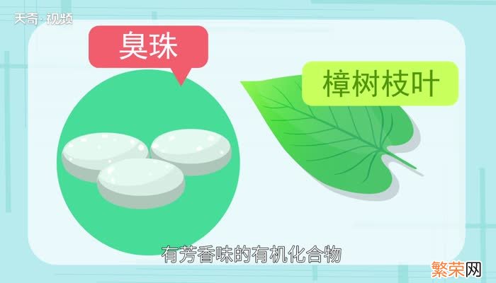 樟脑丸有毒吗 樟脑丸的禁忌