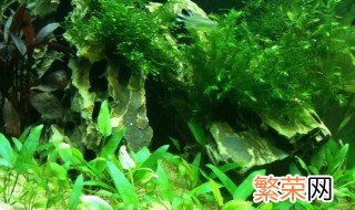 鱼缸用什么底沙合适种水草 合适种水草的底沙