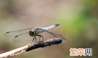 蜻蜓的天敌是什么动物 蜻蜓的天敌动物是什么