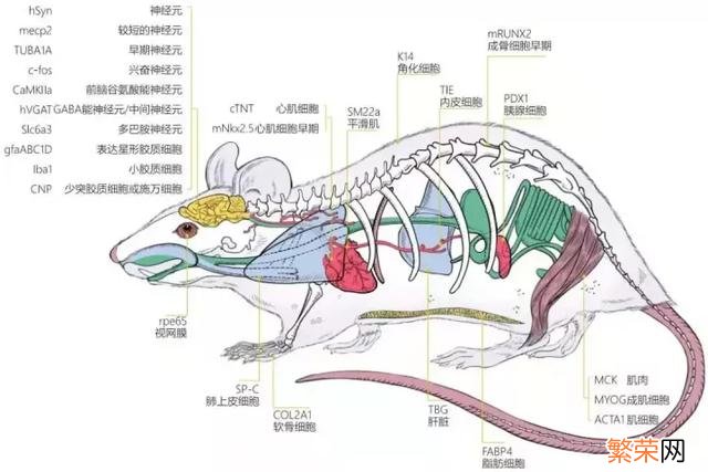 SD序列与终止子 启动子和终止子