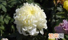 为什么常用菊花表示哀悼之意 用菊花表示哀悼之意的原因