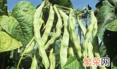 大豆角种植时间和方法 大豆角种植时间与种植方法介绍