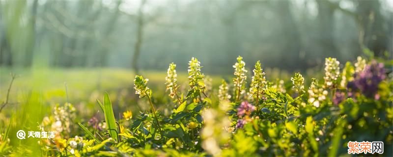 罂粟花语 罂粟花语是什么意思